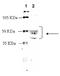 5-Hydroxytryptamine Receptor 1A antibody, ADI-905-741-100, Enzo Life Sciences, Western Blot image 