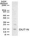 Deoxyuridine 5 -triphosphate nucleotidohydrolase, mitochondrial antibody, PA1-29808, Invitrogen Antibodies, Western Blot image 