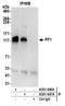 PHD finger protein 12 antibody, A301-646A, Bethyl Labs, Immunoprecipitation image 