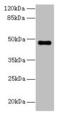 Zinc Finger Protein 821 antibody, CSB-PA027066LA01HU, Cusabio, Western Blot image 
