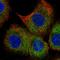 B Cell Receptor Associated Protein 29 antibody, HPA049694, Atlas Antibodies, Immunocytochemistry image 