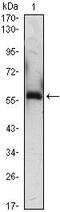 Alpha-1-B Glycoprotein antibody, MA5-15616, Invitrogen Antibodies, Western Blot image 