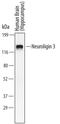 Neuroligin 3 antibody, MAB60881, R&D Systems, Western Blot image 
