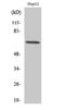 Probable ATP-dependent RNA helicase DDX52 antibody, A12204, Boster Biological Technology, Western Blot image 