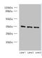 Chromosome 15 Open Reading Frame 41 antibody, orb354123, Biorbyt, Western Blot image 