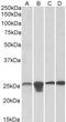 Protein disulfide-isomerase A2 antibody, 42-368, ProSci, Enzyme Linked Immunosorbent Assay image 
