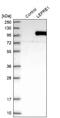 Prolyl 3-Hydroxylase 1 antibody, NBP2-30460, Novus Biologicals, Western Blot image 
