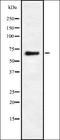 LIM Domain Binding 3 antibody, orb378153, Biorbyt, Western Blot image 