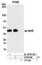 MAF BZIP Transcription Factor B antibody, A700-046, Bethyl Labs, Immunoprecipitation image 