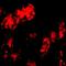 Bcl2 Modifying Factor antibody, orb74476, Biorbyt, Immunofluorescence image 