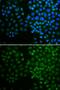 Nuclear Receptor Subfamily 0 Group B Member 2 antibody, GTX54598, GeneTex, Immunofluorescence image 