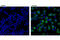 COX2 antibody, 12282T, Cell Signaling Technology, Immunofluorescence image 