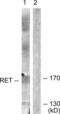 Ret Proto-Oncogene antibody, LS-C199525, Lifespan Biosciences, Western Blot image 