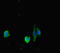 Dedicator Of Cytokinesis 3 antibody, LS-C677715, Lifespan Biosciences, Immunofluorescence image 