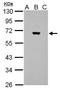 Luciferase antibody, PA5-32208, Invitrogen Antibodies, Western Blot image 