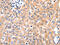 Myosin RLC antibody, CSB-PA151831, Cusabio, Immunohistochemistry frozen image 
