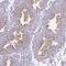 Semaphorin 6B antibody, HPA058523, Atlas Antibodies, Immunohistochemistry frozen image 