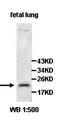 Acireductone Dioxygenase 1 antibody, orb77760, Biorbyt, Western Blot image 