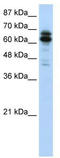 Heterogeneous nuclear ribonucleoprotein Q antibody, TA345956, Origene, Western Blot image 