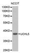 Ubiquitin carboxyl-terminal hydrolase isozyme L5 antibody, abx123416, Abbexa, Western Blot image 