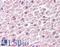 TAR DNA Binding Protein antibody, LS-C141484, Lifespan Biosciences, Immunohistochemistry frozen image 
