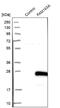 Family With Sequence Similarity 163 Member A antibody, NBP1-88324, Novus Biologicals, Western Blot image 