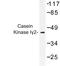 Casein Kinase 1 Gamma 2 antibody, LS-C176788, Lifespan Biosciences, Western Blot image 