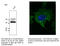 CD63 Molecule antibody, AB0047-500, SICGEN, Western Blot image 