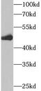 Isocitrate dehydrogenase [NADP], mitochondrial antibody, FNab04120, FineTest, Western Blot image 