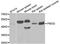 Fibromodulin antibody, LS-C334671, Lifespan Biosciences, Western Blot image 