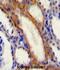 Stromal Interaction Molecule 1 antibody, abx025598, Abbexa, Immunohistochemistry frozen image 