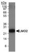 LIM Domain Only 2 antibody, NB110-78626, Novus Biologicals, Western Blot image 