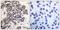 Heat shock protein HSP 90-beta antibody, SPC-1267D-A594, StressMarq, Immunohistochemistry frozen image 