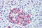 Protein Wnt-10a antibody, MBS243419, MyBioSource, Immunohistochemistry frozen image 