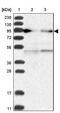 Rap Guanine Nucleotide Exchange Factor 4 antibody, NBP2-32009, Novus Biologicals, Western Blot image 