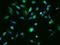 Rubicon Like Autophagy Enhancer antibody, 204714-T02, Sino Biological, Immunohistochemistry paraffin image 
