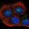 Dolichol Kinase antibody, HPA068706, Atlas Antibodies, Immunofluorescence image 