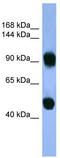 AP1B1 antibody, TA342804, Origene, Western Blot image 