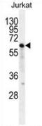 Protein naked cuticle homolog 2 antibody, AP52886PU-N, Origene, Western Blot image 