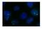 Non-POU Domain Containing Octamer Binding antibody, ARP40716_T100, Aviva Systems Biology, Immunofluorescence image 