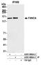 FA Complementation Group A antibody, A301-980A, Bethyl Labs, Immunoprecipitation image 