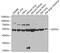 GATA Binding Protein 2 antibody, GTX32620, GeneTex, Western Blot image 