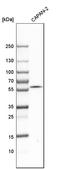 TNF Receptor Superfamily Member 1B antibody, HPA004796, Atlas Antibodies, Western Blot image 