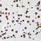 Histone H3 antibody, 18-615, ProSci, Immunohistochemistry frozen image 