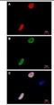 Tripartite Motif Containing 27 antibody, NBP2-19302, Novus Biologicals, Immunofluorescence image 