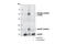 Cell Division Cycle 25C antibody, 4688T, Cell Signaling Technology, Western Blot image 