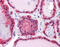 Lactate Dehydrogenase B antibody, 51-480, ProSci, Immunohistochemistry frozen image 