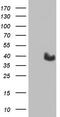 Myogenic factor 5 antibody, TA804187S, Origene, Western Blot image 