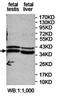 Phosphatidylinositol Specific Phospholipase C X Domain Containing 1 antibody, orb78245, Biorbyt, Western Blot image 