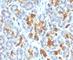 Keratin 19 antibody, V7144IHC-7ML, NSJ Bioreagents, Immunohistochemistry paraffin image 